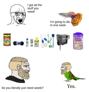 yes chad, soyak, soyak (crying), 1soyjak, animal, betta, betta fish, bird, bloodshot eyes, crying