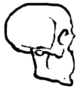 bone, bones, eye socket, human skull, no eyes, side view, sketch, skull, white background, original content