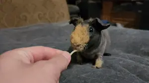 poog, animal, black eyes, brown hair, ear, ears, eating, food, full body, guinea pig