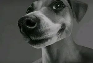 gigachad, animal, black hair, buff, close up view, closed mouth, dog, dog ear, ear, gray background