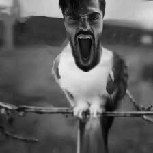 gigachad, gigayell, animal, beard, bird, black hair, branch, buff, closed mouth, front view