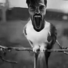 gigachad, gigayell, animal, beard, bird, black hair, branch, buff, closed mouth, front view