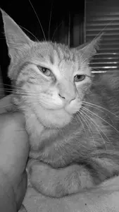 gigachad, giga animals, animal, cat, cat ear, cat ears, closed mouth, ear, ears, feline