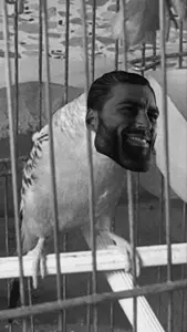gigachad, beard, bird cage, black eyes, black hair, budgie, cage, cages, eat, eating