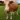 nigger cow, animal, closed mouth, cow, front view, full body, grass, irl background, leg, looking at you