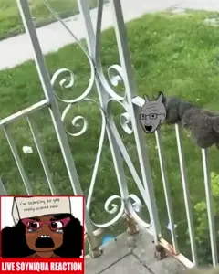 soyniqua, soytan, soyak, doctos, soyak (concerned), 2soyjaks, afro, animal, beanie, black eyes