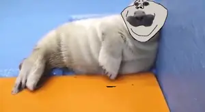 tobi tobi
