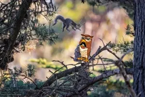 feraljak, soyak, tony soprano soyjak, doctos, feralsquirrel, doctos, squirreljak, animaljaks, 2soyjaks, angry