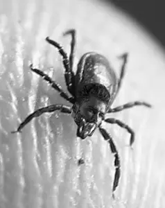 gigachad, 1nas, animal, beard, black hair, bug, closed mouth, finger, full body, hair