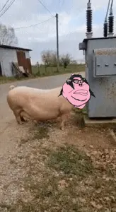 bernd, meximutt, troonjak, 2soyjaks, angry, animal, black eyes, black hair, chubby, closed mouth