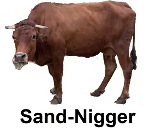 nigger cow, animal, cow, english text, syria, text, white background