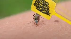 soyak, soyak (concerned), animal, bug, glasses, irl background, mosquito, scared, soyjak, stubble