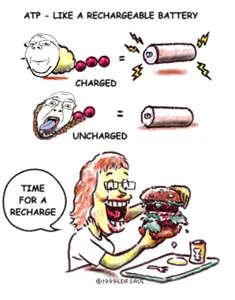 Screen Shot 2023-06-20 at 8.56.20 am.png