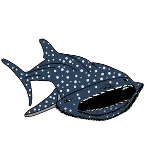 WhaleShark.png