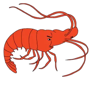 shrimp.png