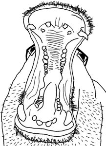 hippojak2, animal, glasses, hippopotamus, open mouth, stubble, transparent background