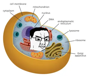 chudjak, cell, closed mouth, diagram, glasses, hair, soyjak, stubble, text