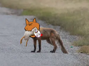 bernd, impish soyak ears, ack, animal, chicken, fox, glasses, hanging, nature, real life