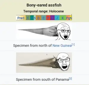 feraljak, soyak, 2soyjaks, animal, bony eared assfish, fish, holocene, new guinea, panama, soyjak