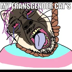 my transgender cat's siamese.mp4