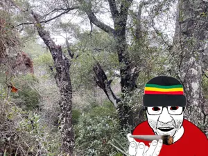 el perro rabioso, bloodshot eyes, clothes, flag, forest, glasses, hands, hat, irl background, jamaica