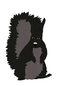 blacksquirrel.png