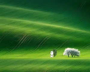 gapejak, wholesome soyjak, full body, irl background, nature, real life, tree